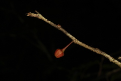 Meiogyne
