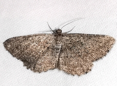 Rhoptria asperaria
