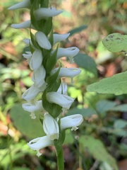 Spiranthes odorata