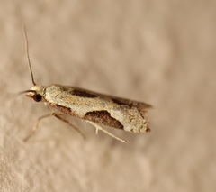 Tortricoidea