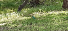 Barnardius zonarius