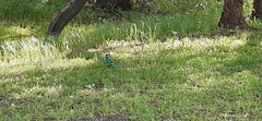 Barnardius zonarius
