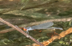 Pseudagrion pruinosum