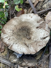Agaricus deardorffensis