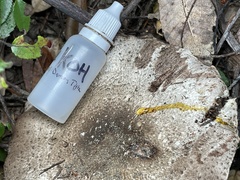 Agaricus deardorffensis