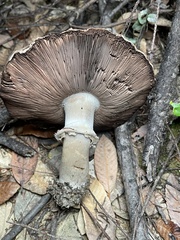 Agaricus deardorffensis