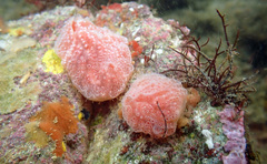 Aplidium elegans