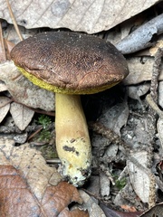 Aureoboletus citriniporus