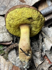 Aureoboletus citriniporus