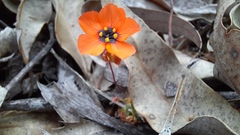 Drosera hyperostigma