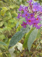 Verbena rigida