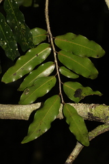 Meiogyne