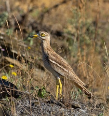 Burhinus oedicnemus