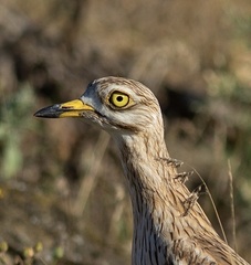 Burhinus oedicnemus
