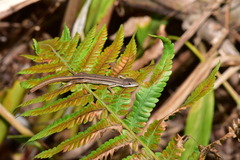 Takydromus viridipunctatus