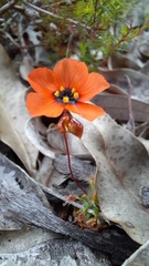 Drosera hyperostigma