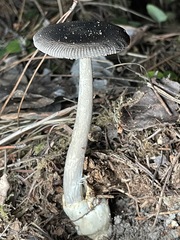 Amanita constricta