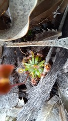 Drosera hyperostigma