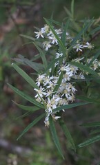 Olearia viscidula