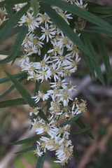 Olearia viscidula