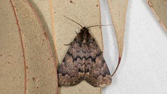 Mormoscopa phricozona