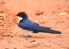 Hirundo smithii