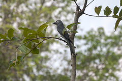 Dicrurus leucophaeus leucogenis