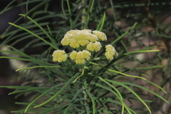 Cassinia leptocephala