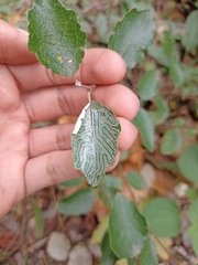 Phyllocnistis labyrinthella