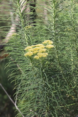 Cassinia leptocephala