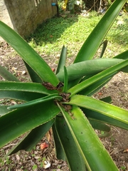 Aloidendron barberae