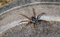 Nyssus coloripes