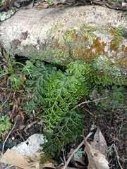 Hymenophyllum demissum