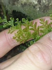 Hymenophyllum demissum