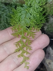 Hymenophyllum demissum