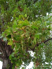 Populus nigra