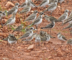 Calidris falcinellus