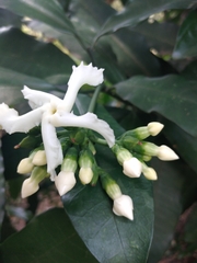 Tabernaemontana ventricosa