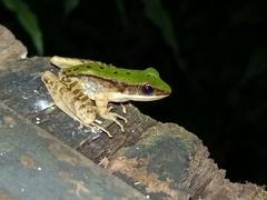 Odorrana chloronota
