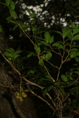 Meiogyne