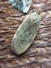 Phaeosaces coarctatella