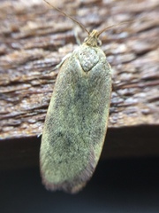Phaeosaces coarctatella