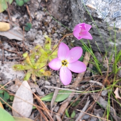 Drosera pauciflora