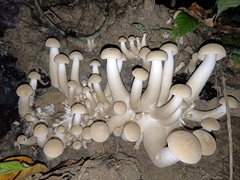 Macrocybe gigantea