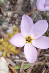 Drosera pauciflora