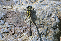 Gomphidae