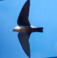 Ptyonoprogne fuligula