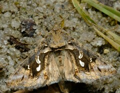 Chrysodeixis argentifera