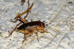 Tarbinskiellus portentosus