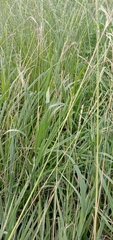 Paspalum urvillei